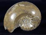 Manticoceras cf. intumescens (BEYRICH 1837) - Bild &copy; FossNet FossilienStore